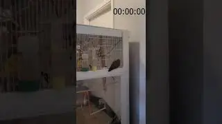 Birb Does World Record Speedrun - 3 SECONDS #shorts