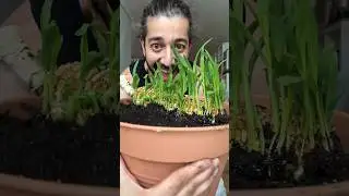 How to Grow Corn 🌽 creative explained