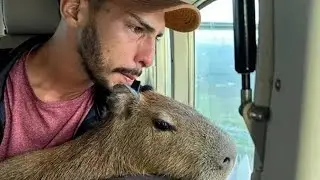 RAP da capivara FILÓ