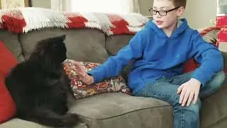 funny animal