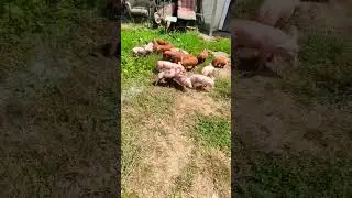 😅😅Разгон не согласованной демонстрации😅