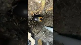 Catching A Monster Mud Crab!🦀