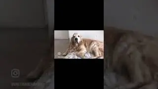 Es solo un perro...
