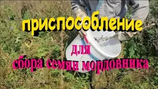 Поход за мордовником  Приспособление для сбора семян мордовника