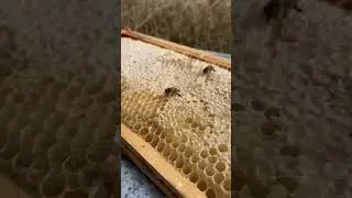 How honey bee nest best