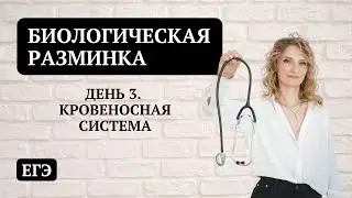 День 3. Кровеносная система