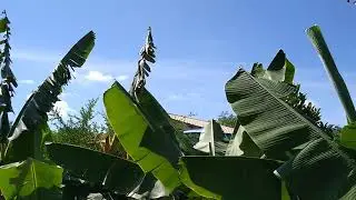CONSTRUÇÃO DA CASA, PLANTAÇÕES DE MILHO, CAPIM E FRUTÍFERAS.