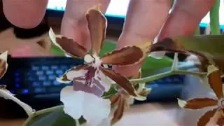 Орхидея Камбрия Колманара Тропик Джангл | Cambria Colmanara Tropic Jungle