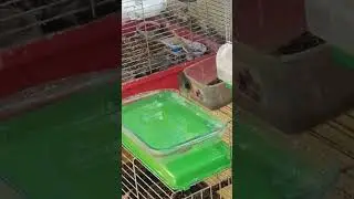 Черноголовка после купания