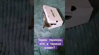 смешные котики