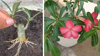 Cara baru stek adenium dengan pisang
