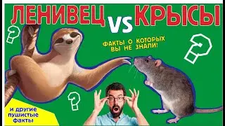 Пушистые факты