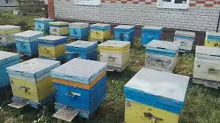 30 Октября Облёт пчёл