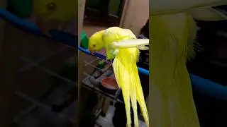 hoy kiy howa parrot ko//#youtubeshorts #shorts