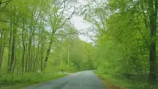 Green spring forest at its peak seen from drivers seat in a car.