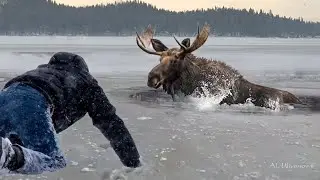 От этого видео замирает сердце. Спасение диких животных из ледяной ловушки.