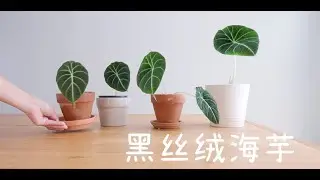 黑丝绒海芋换盆 养护 种植换盆日常分享 超市购入的绿植真的要赶紧换盆 会有惊喜的