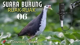 Suara burung ruak-ruak | direkam langsung dari burung asli