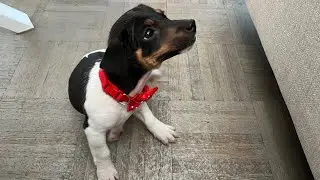 Как все было 🐕‍🦺Разесняю и объясняю 🐕‍🦺Кто наша Нюша 🐕‍🦺