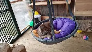 Качель для Рыси/Подарок опоздал