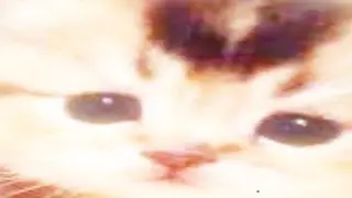 Кот Максим 8 секунд😎😎😎