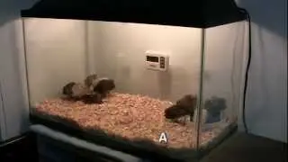 How to Setup a Button Quail Brooder