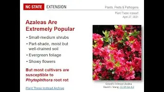PPP April 2021 | Pests and Diseases of Azaleas
