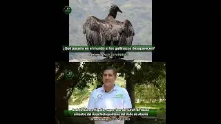 ¿Qué pasaría en el mundo si los gallinazos desaparecen?