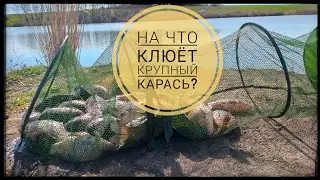 Огромные караси на степняке // На что ловить крупного карася?