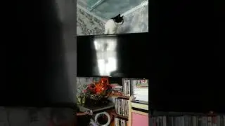 Кошка на телевизоре 
