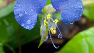 Spreading Dayflower | Climbing Dayflower | Scurvy Weed | Creeping Dayflower