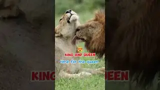 raja dan ratu #lion #spesies #wildlife
