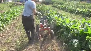 Выкапывания картофеля картофелекапалкой Целина.