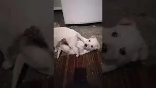 #кусь