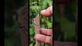 How to graft a plant | E3