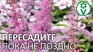 ОНА УМРЕТ БЕЗ ПЕРЕСАДКИ! Омоложение астильбы по всем правилам