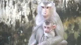 Monkey so happy nearly family...