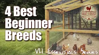 4 Best Chicken Breeds For Beginning Chicken Keepers