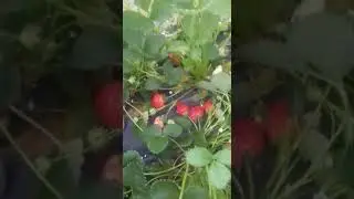 Клубника Альба Стреляет!!!!!