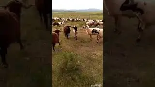 Koçların ölümüne savaşı #kocdovusu