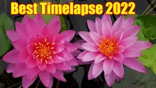 Best Waterlilies Timelapse