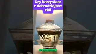 Dlaczego warto korzystać z ziół ? 