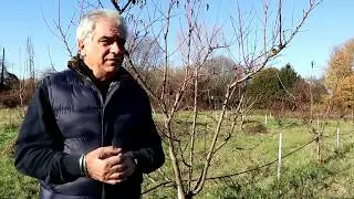 Trattamenti invernali nelle piante da frutto