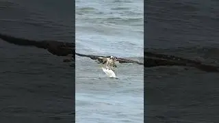 Amazing Osprey struggles getting out of the water with a huge fish. Can it wrestle its catch out?