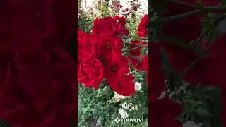 #троянда #garden #shorts  Троянда 🌹 2,5метра
