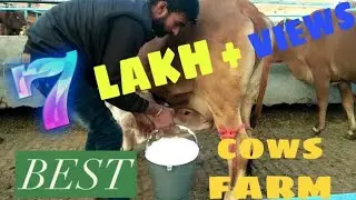 Sahiwal cow's at RULHAN DAIRY FARM