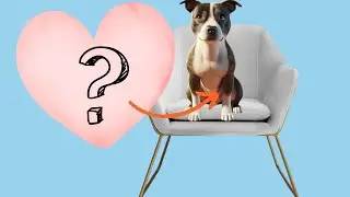 Don't Let Your Dog on the Sofa without Watching This