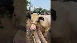 সাতমাইল হাটে ফ্রিজিয়ান ষাড় কি চমৎকার #ফ্রিজিয়ান_ষাড় #গরুর_হাট #ফ্রিজিয়ান_ষাড়_বাছুর #cow