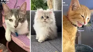 The Best Cat Videos On The Internet 😹❤️️