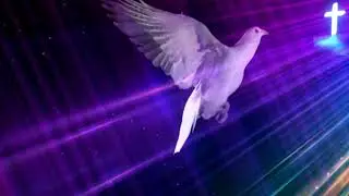 Holy Spirit in body form like a dove   video background loop